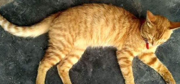 虎年为什么要养猫咪呢 虎年为什么要养猫咪呢