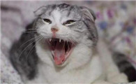 猫咪一直叫春烦死了
