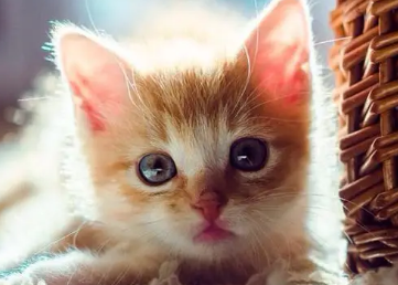 新手适合养几个月大的猫