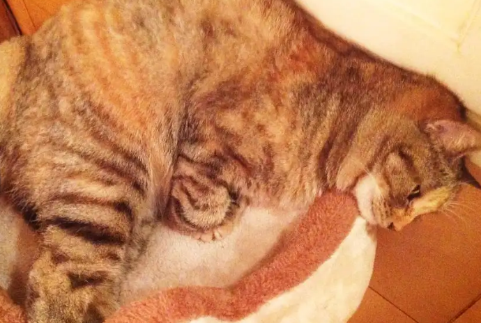 猫咪前腹部疼是什么引起的呢