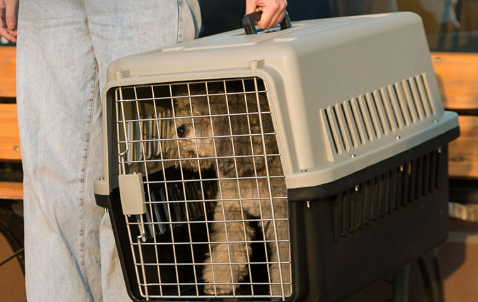 小型犬托运要多少钱呢