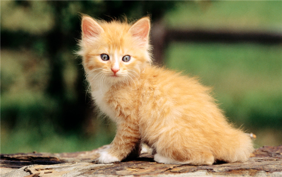 猫为什么喜欢按头