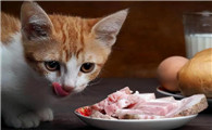 小猫为什么不能吃肥肉