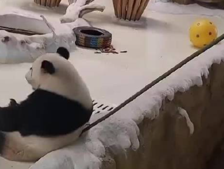 饲养员用竹竿打熊猫暖暖 园方回应：永不允许其饲养大熊猫