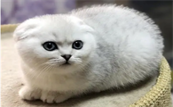 最受欢迎的三种猫