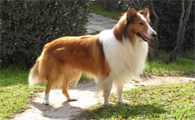 今日解答:苏格兰牧羊犬螨虫治疗药品