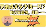 罗威纳犬多少钱一只?购买需谨慎……
