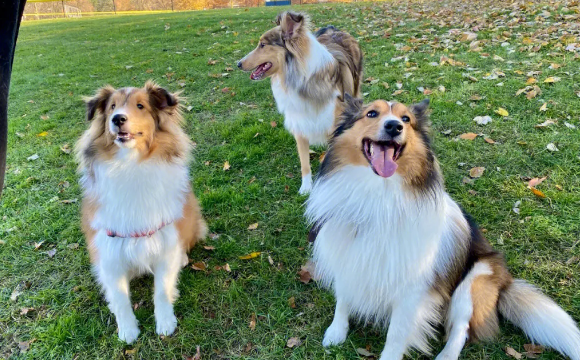 喜乐蒂牧羊犬爱叫吗?这篇文章告诉你 喜乐蒂牧羊犬爱叫吗?这篇文章告诉你