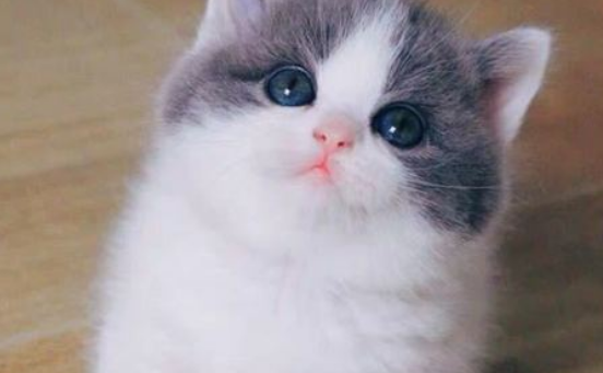 曼基康猫产后呕吐怎么回事？可能是这些原因