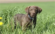 乞沙比克猎犬吐白泡泡怎么办？我来告诉你！
