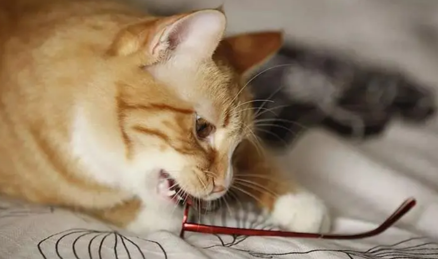 猫咪为什么喜欢捣乱