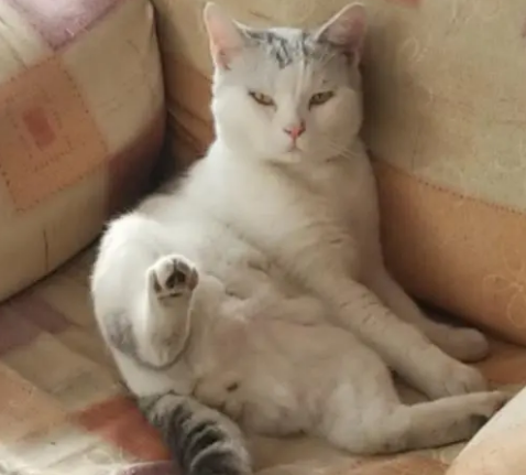 猫咪屁股经常恶臭是为什么 猫咪屁股经常恶臭是为什么