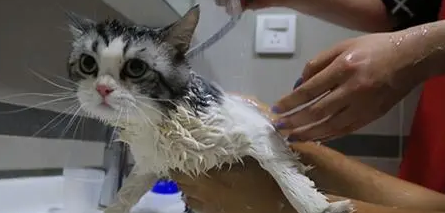 美国短尾猫怎么洗澡？有哪些注意事项？