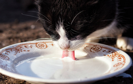 猫咪喝奶为什么舔碗 猫咪喝奶为什么舔碗