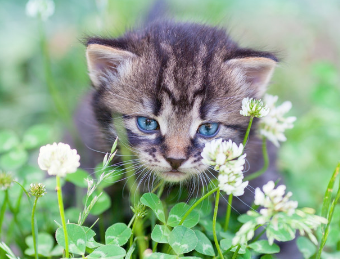 三叶草对猫咪有毒吗