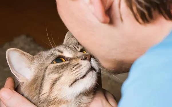 小猫为什么蹭我脸 小猫为什么蹭我脸