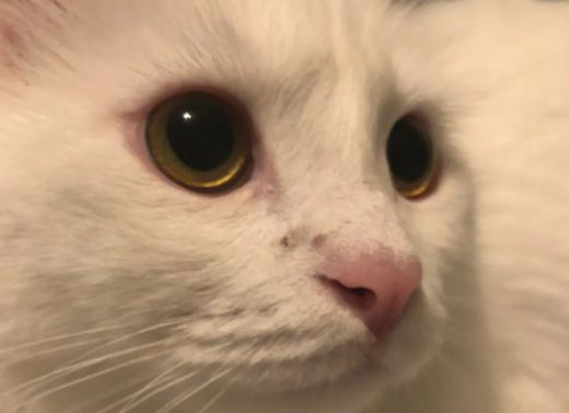 猫咪鼻子上面黑是为什么 猫咪鼻子上面黑是为什么