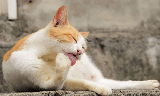 猫咪为什么舔不到毛发呢