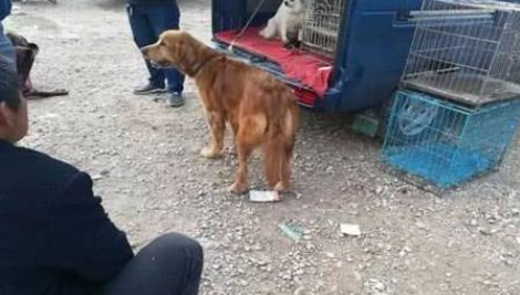 金毛看着老大爷的背景，搞不懂自己做错了什么，竟然就这么被卖了 