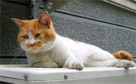 猫咪会丢失吗为什么