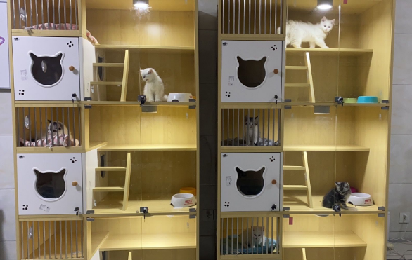 橘南猫舍怎么样 橘南猫舍怎么样