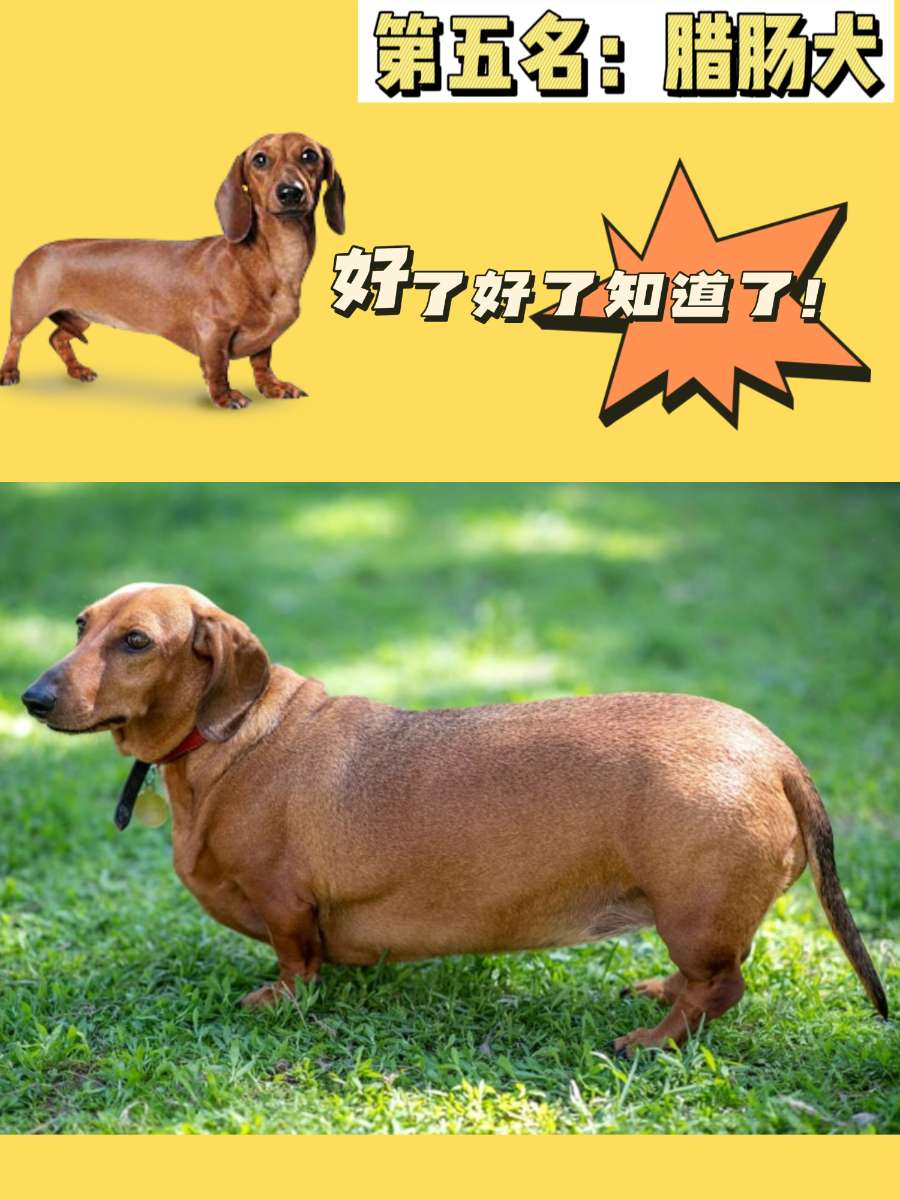 【第五名】腊肠犬