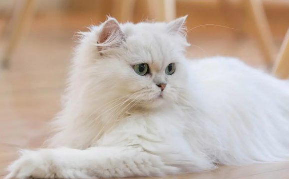 饲养科普：波斯猫流眼泪怎么回事？