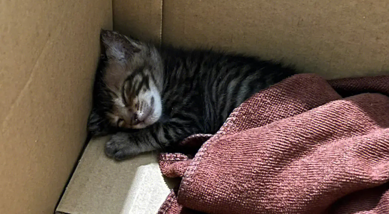 猫咪在家为什么生病了呢