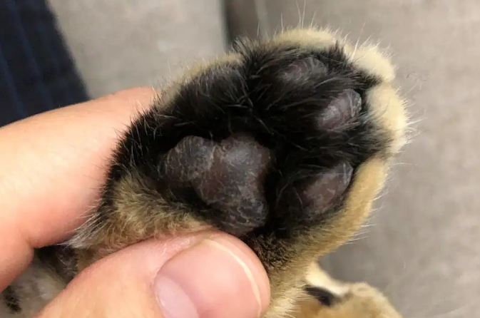 猫咪脚不会磨皮是什么原因