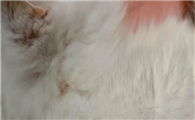 猫咪为什么会皮肤瘙痒呢怎么办