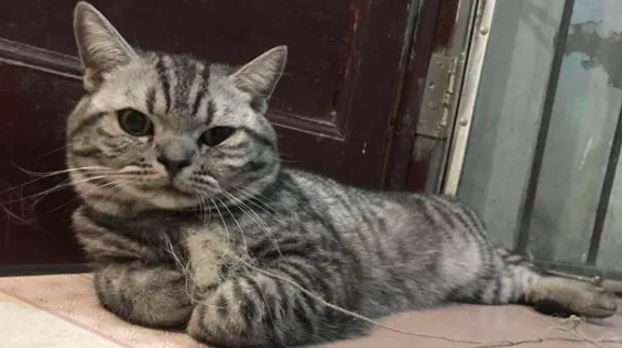 为什么猫咪会爱哭闹呢