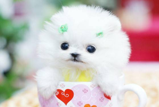 茶杯犬能吃火腿肠吗?宠物主人来get下吧 茶杯犬能吃火腿肠吗?宠物主人来get下吧