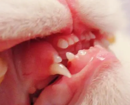有的猫咪为什么不长牙