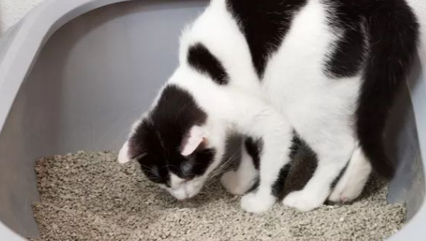 路斯猫砂怎么样 路斯猫砂怎么样