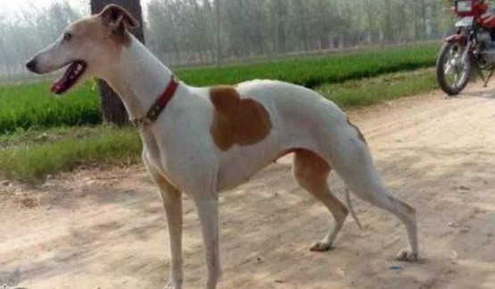 惠比特犬大小便怎么检查？速来了解一波~