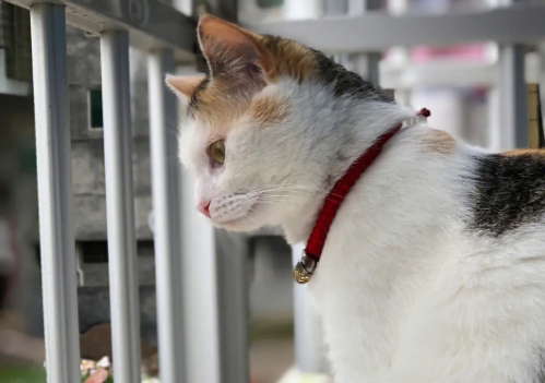 三花猫千万不能养为什么