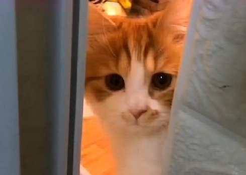 猫咪老偷着看你是因为什么原因 猫咪老偷着看你是因为什么原因