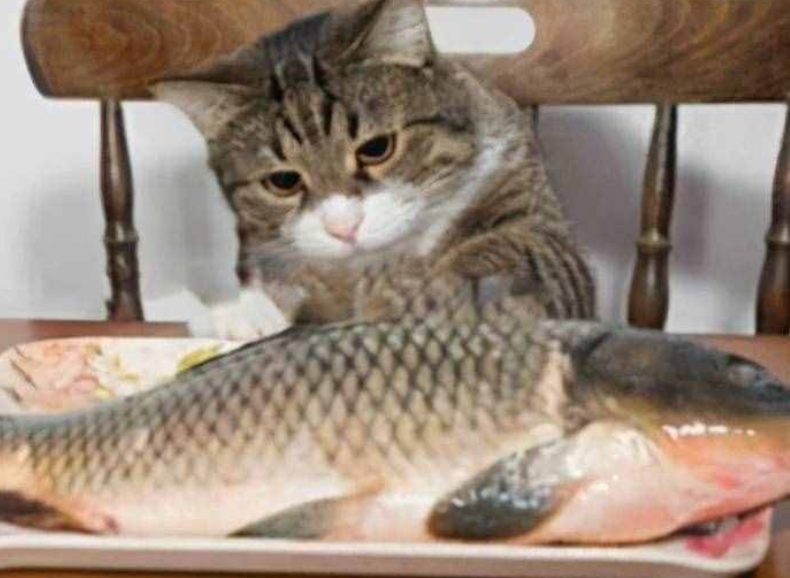 猫咪为什么老吃鱼 猫咪为什么老吃鱼