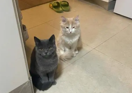 猫咪为什么会蹲厕所门口呢