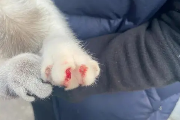 猫咪没有怀孕为什么流血了