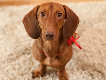腊肠犬会咬人吗?一文告诉你! 腊肠犬会咬人吗?一文告诉你!