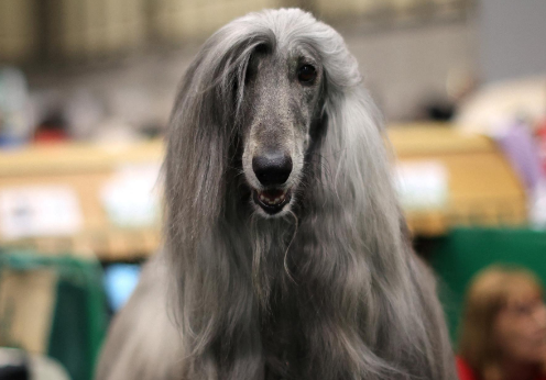 阿富汗猎犬怎么挑选？想养的人来看看吧