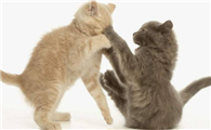 猫咪莫名打架咬人的原因是