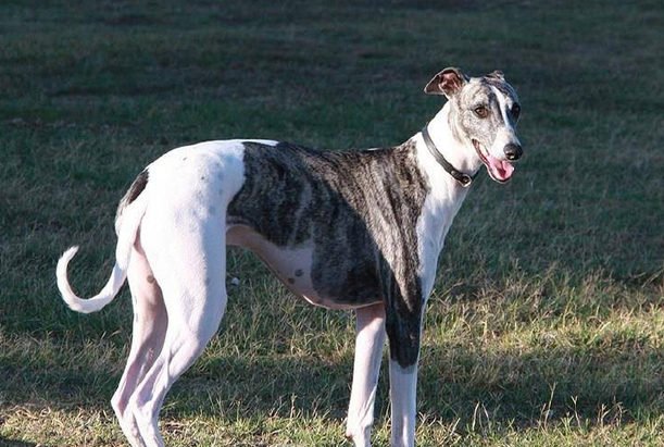 不知道格力犬幼犬断奶后怎么养?看这里 不知道格力犬幼犬断奶后怎么养?看这里