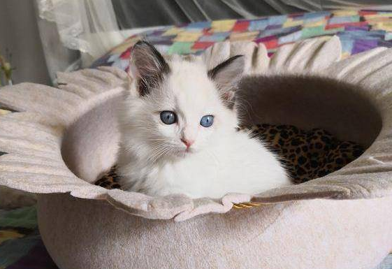 猫吃什么能少生病