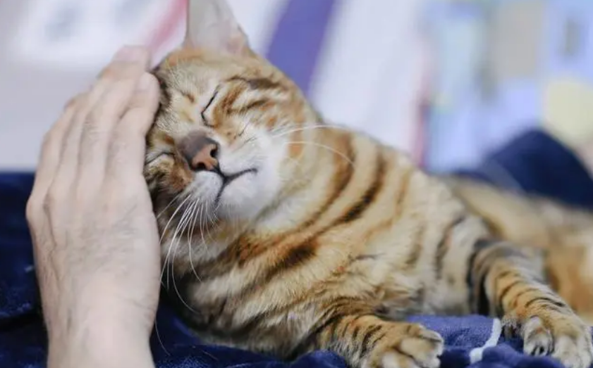 猫咪为什么很黏人