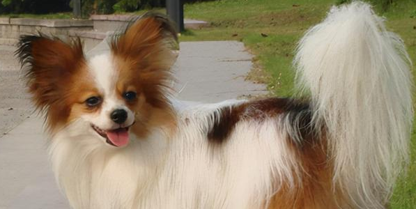 蝴蝶犬喂什么比较好? 蝴蝶犬喂什么比较好?
