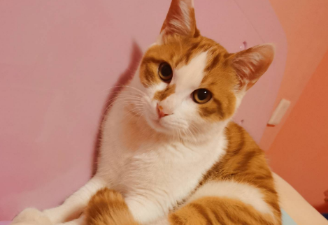 田园猫可以当宠物猫养吗？能不能养？