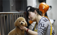 宠物美容师剪伤狗算失误吗