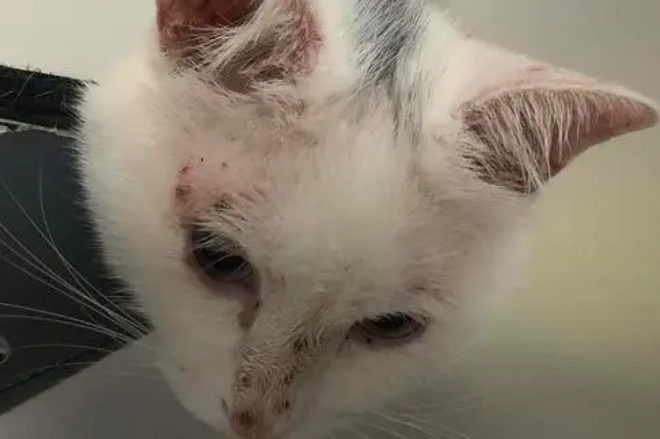 猫咪为什么会真菌感染呢 猫咪为什么会真菌感染呢